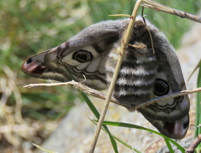 Papillon