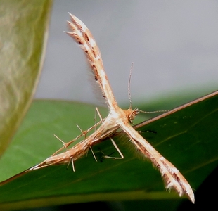 Ptérophore blanc
