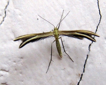 Ptérophoridae
