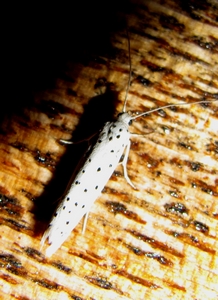 Papillon