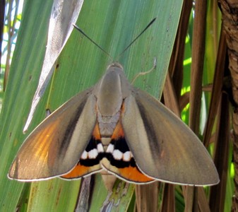 Papillon