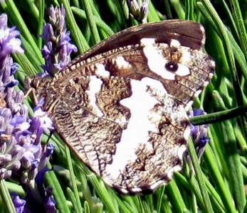 le silène
