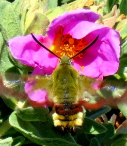 Papillon