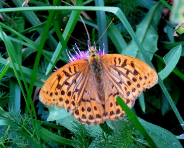 papillon