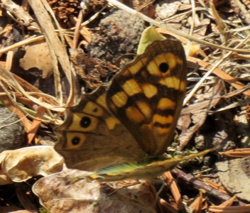 Tircis