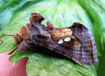 Papillon