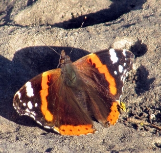 Vulcain