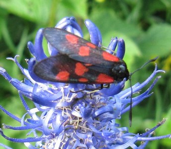papillon