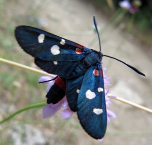 Zygè coronille variée