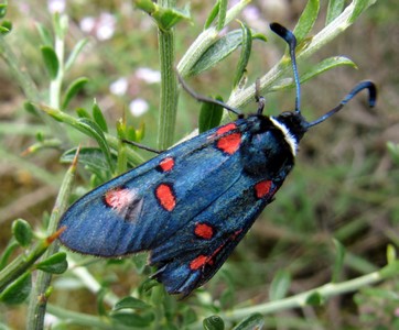 Zygène des pyrénées