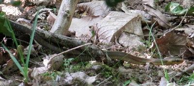 Couleuvre