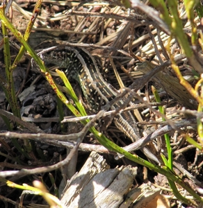 Lézard