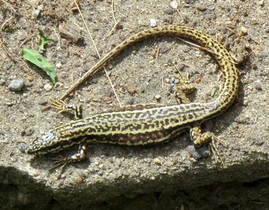 Lézard des murailles