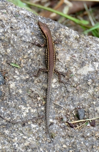 Lézard des murailles