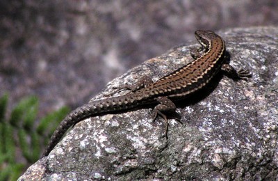 Lézard des murailles