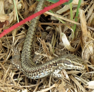Lézard des murailles