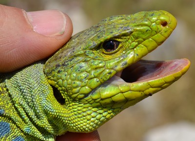 reptile