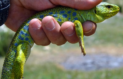 reptile