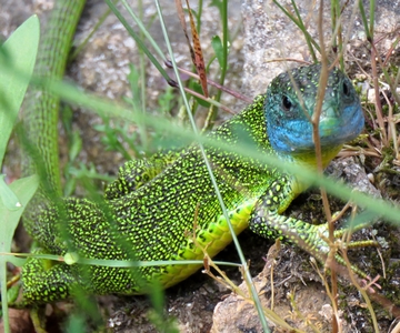 Lézard vert
