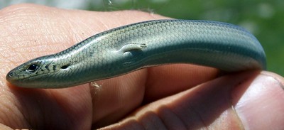 Reptile