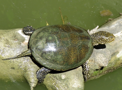 Tortue
