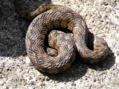 reptile