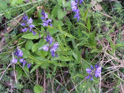 Polygala