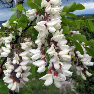 Accacias