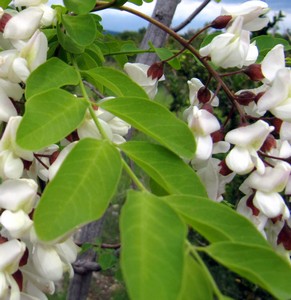 Acacias