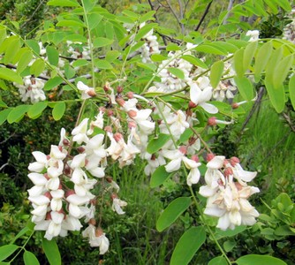Acacias