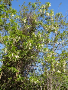 Acacias