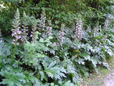 Acanthes