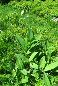 Ail des cerfs