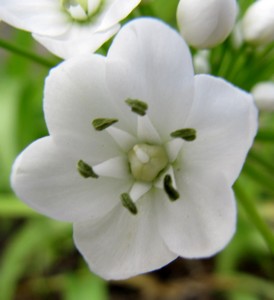 Ail de Naple