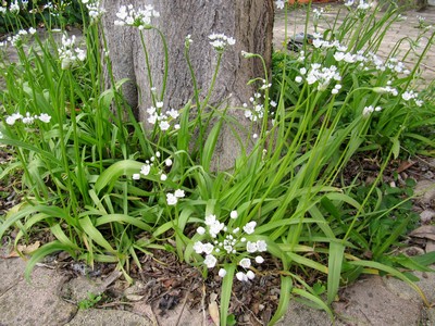 Ail de Naple