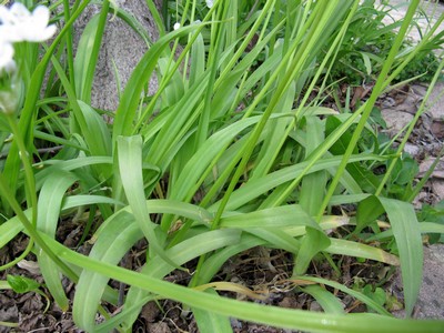 Ail de Naple