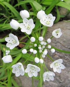 Ail de Naple