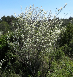 Amélanchier