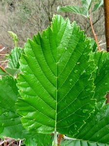 Amélanchier