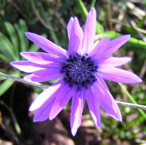 anémone des jardins