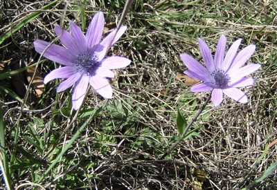 anémone des jardins