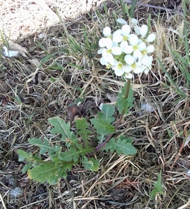 Arabettes des Alpes