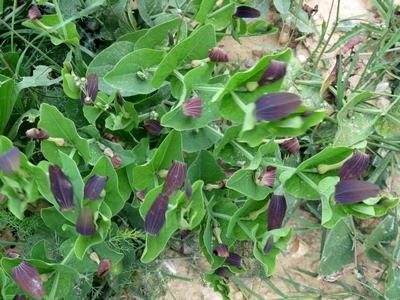 Aristoloche noire