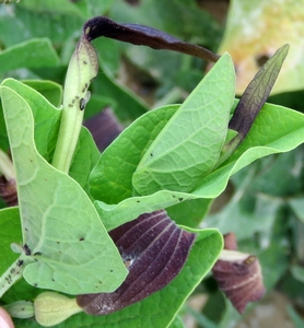 Aristoloche noire