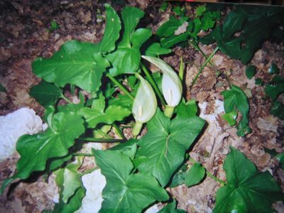 Arum