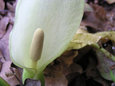 Arum d'Italie