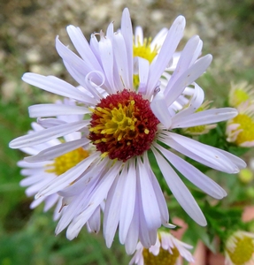 Aster amelle
