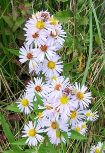 Aster amelle