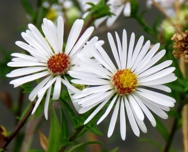 Aster amelle