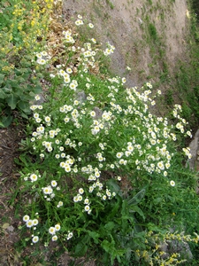 Aster feuille de saule